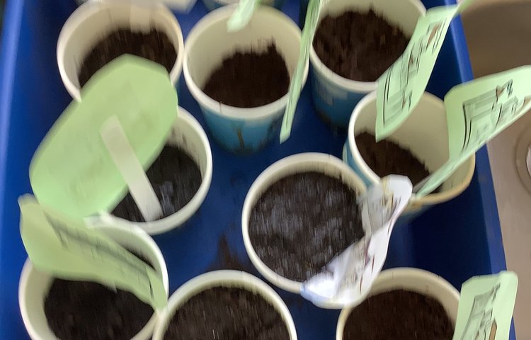 Image of Planting and caring for seeds! 