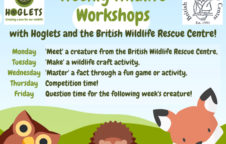 Image of Hoglets weekly wildlife workshops!