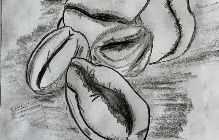 Image of Ava's Coffee Beans Sketch