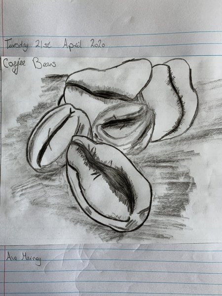 Image of Ava's Coffee Beans Sketch